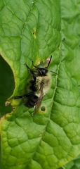 Bombus impatiens