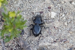 Pasimachus californicus
