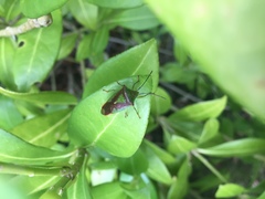 Acanthosoma haemorrhoidale
