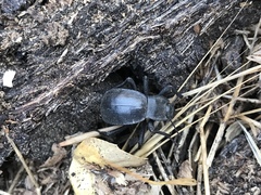 Stenomorpha obsoleta