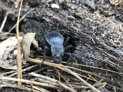 Stenomorpha obsoleta