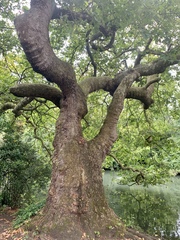 Platanus × hispanica