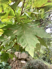 Platanus × hispanica