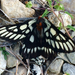 Chinati Sheepmoth - Photo (c) Diana-Terry Hibbitts, some rights reserved (CC BY-NC), uploaded by Diana-Terry Hibbitts