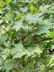 Platanus × hispanica