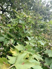 Platanus × hispanica