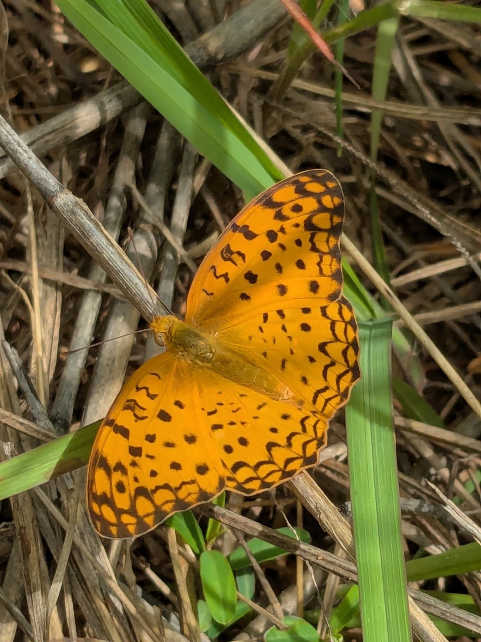 Common Leopard