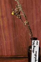 Aspalathus caledonensis