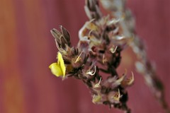 Aspalathus caledonensis