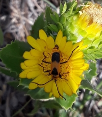 Chauliognathus basalis