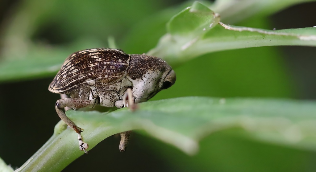 Nauphaeus