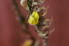 Aspalathus caledonensis