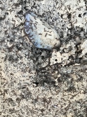 Solenopsis saevissima