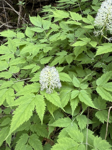 Actaea asiatica