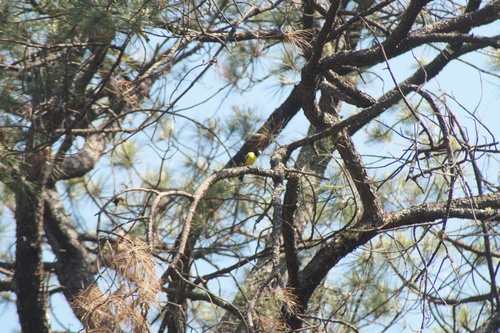 Hooded Grosbeak (Hesperiphona abeillei), photo 3