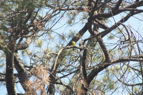 Hooded Grosbeak (Hesperiphona abeillei), photo 4