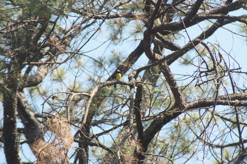 Hooded Grosbeak (Hesperiphona abeillei), photo 7
