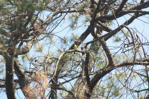 Hooded Grosbeak (Hesperiphona abeillei), photo 8