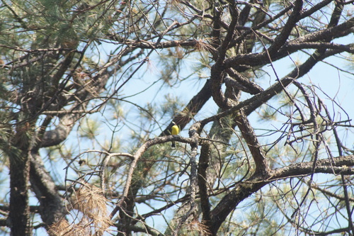 Hooded Grosbeak (Hesperiphona abeillei), photo 9