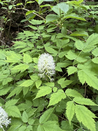 Actaea asiatica, photograph 2