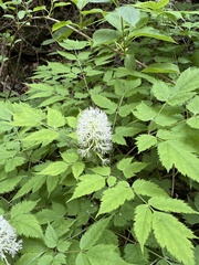 Actaea asiatica, photograph (c) Jane Charlen, some rights reserved (CC BY)