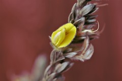 Aspalathus caledonensis