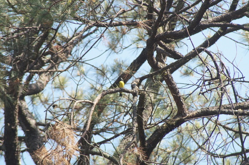Hooded Grosbeak (Hesperiphona abeillei), photo 10
