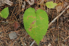 Scrobipalpula manierreorum