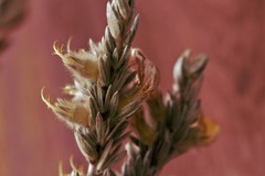 Aspalathus caledonensis