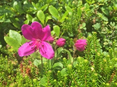 Rhododendron camtschaticum