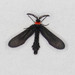Grapeleaf Skeletonizer Moth - Photo (c) Ann Gordon, some rights reserved (CC BY-NC), uploaded by Ann Gordon