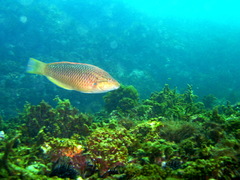 Pseudolabrus eoethinus