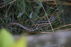 Lacerta agilis