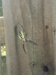 Argiope aurantia