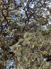Quercus aucheri