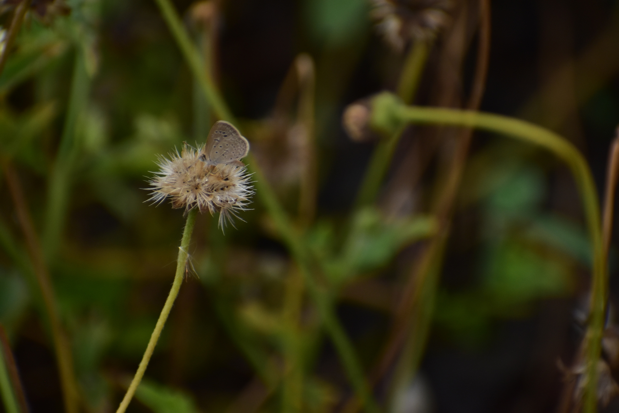 Dark Grass Blue