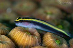 Sharknose Goby photo 5