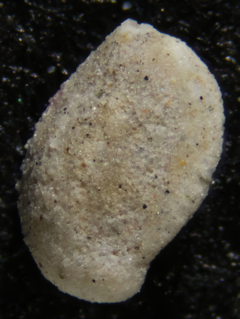 Silicosigmoilina