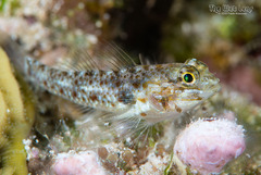 Colon Goby photo 4