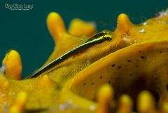 Yellowline Goby photo 3