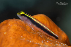Yellowline Goby photo 2