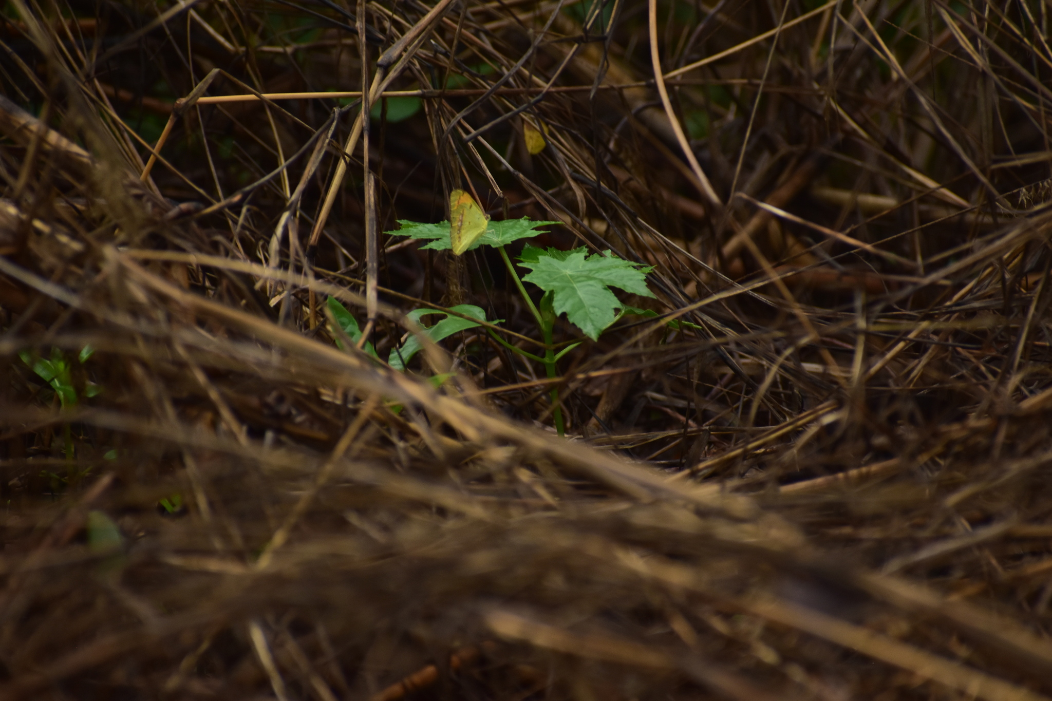 Yellow Orange-Tip