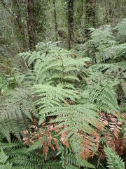 Dicksonia lanata