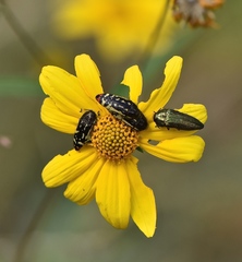 Acmaeodera