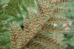 Dicksonia lanata