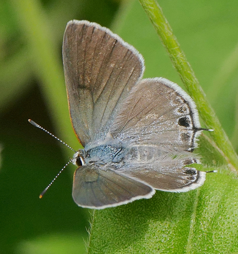 Mallow Scrub-Hairstreak