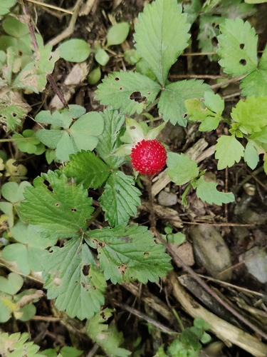 mock strawberry