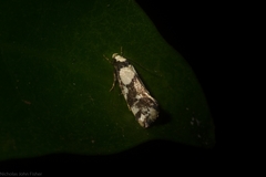 Coesyra hemiphragma