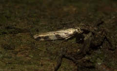 Limnaecia platychlora