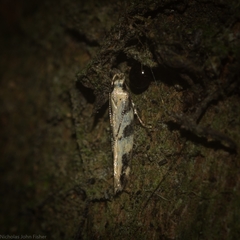 Limnaecia platychlora